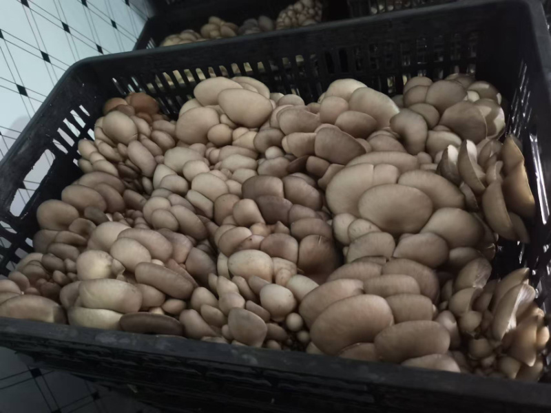 陕西平菇，灰平菇，货品丰富，品质保证，全国发货