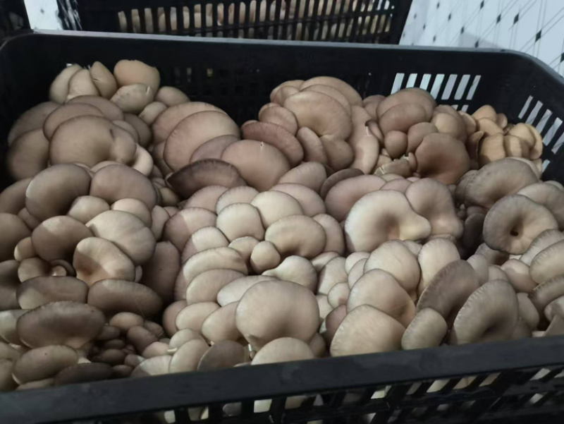 陕西平菇，灰平菇，货品丰富，品质保证，全国发货