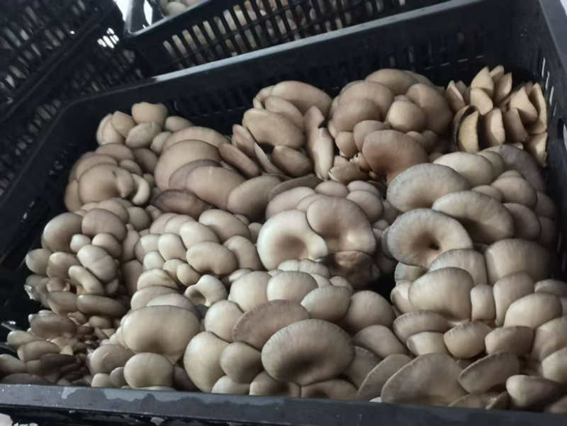 陕西平菇，灰平菇，货品丰富，品质保证，全国发货