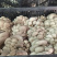 陕西平菇,灰平菇,货品丰富,品质保证,全国发货