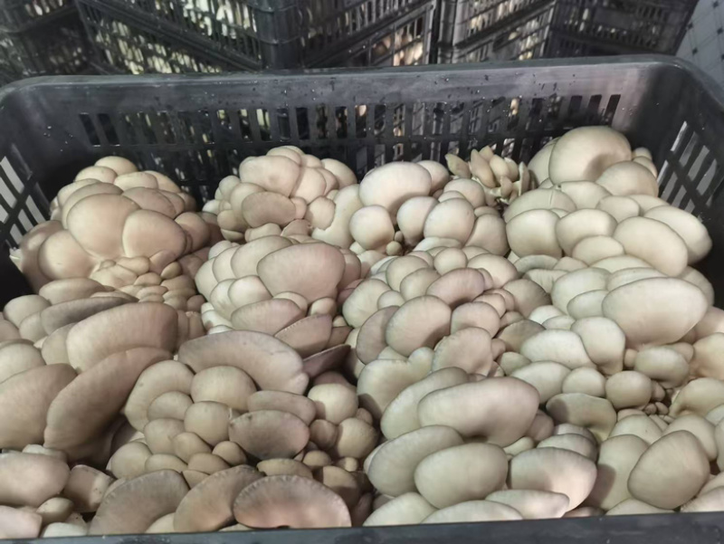 陕西平菇，灰平菇，货品丰富，品质保证，全国发货