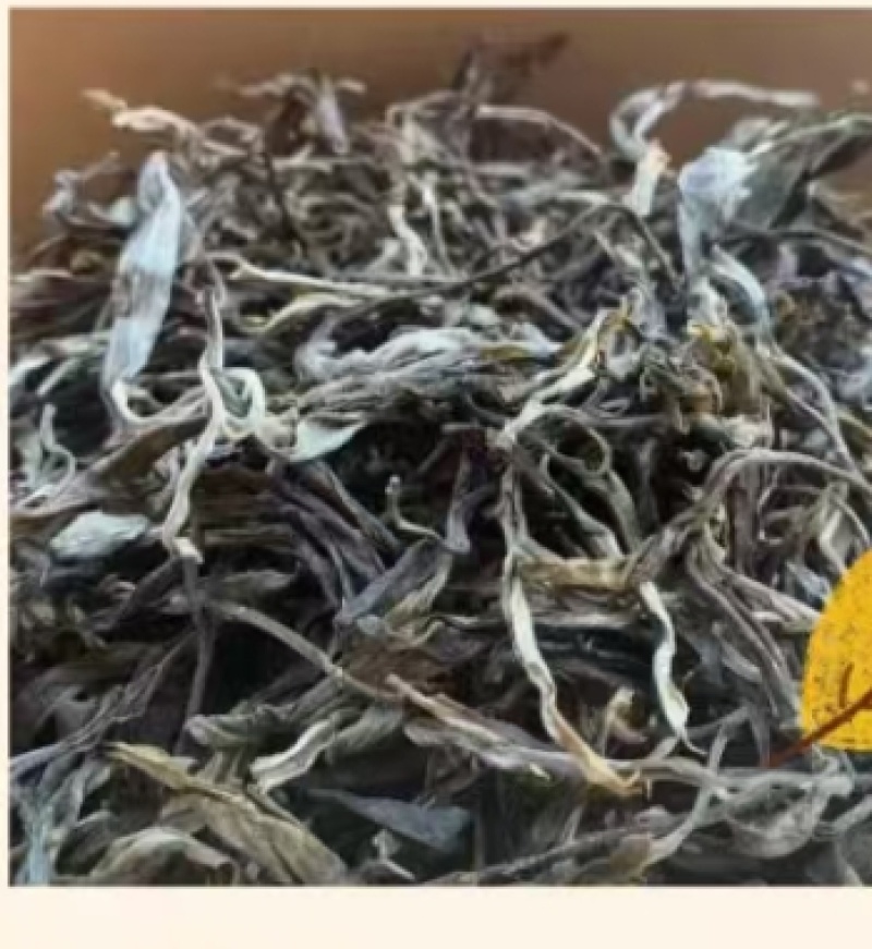高山普洱景东茶