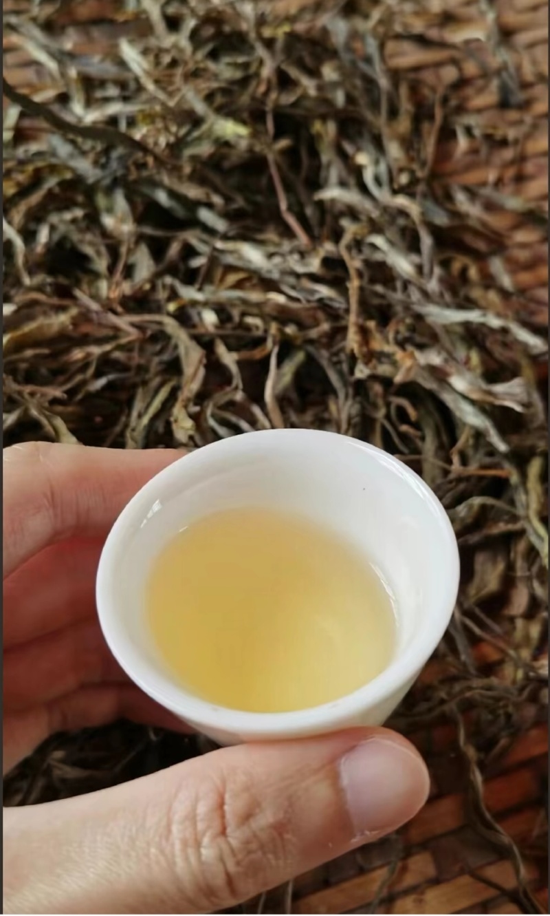 高山普洱景东茶