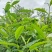 高山普洱景东茶