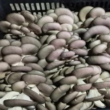 陕西平菇,灰平菇,货品丰富,品质保证,全国发货
