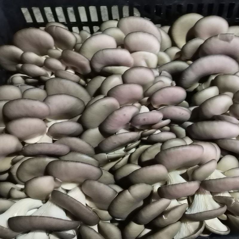 陕西平菇，灰平菇，货品丰富，品质保证，全国发货