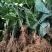 金果榄地苦丹(籽籽全红，苗子)量多优惠