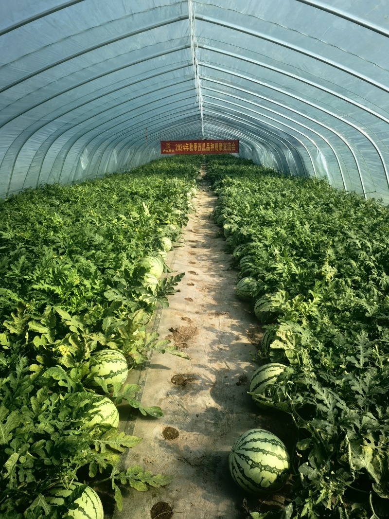 美都/8424/龙卷风/西农八号嫁接西瓜苗，欢迎新老客。