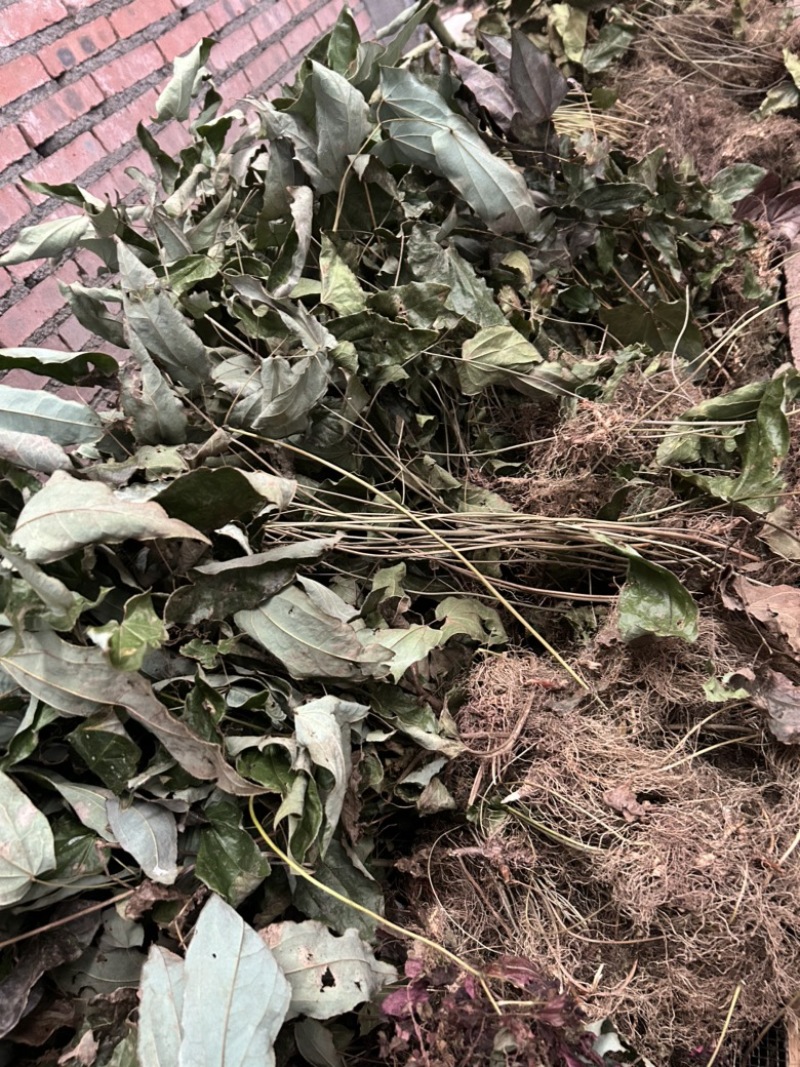 剑叶淫洋霍四川眉山基地直供质量上乘货源充足全国发货