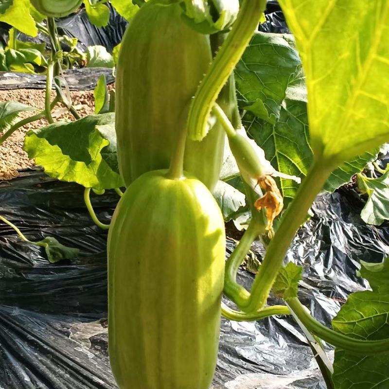 暖棚菜瓜