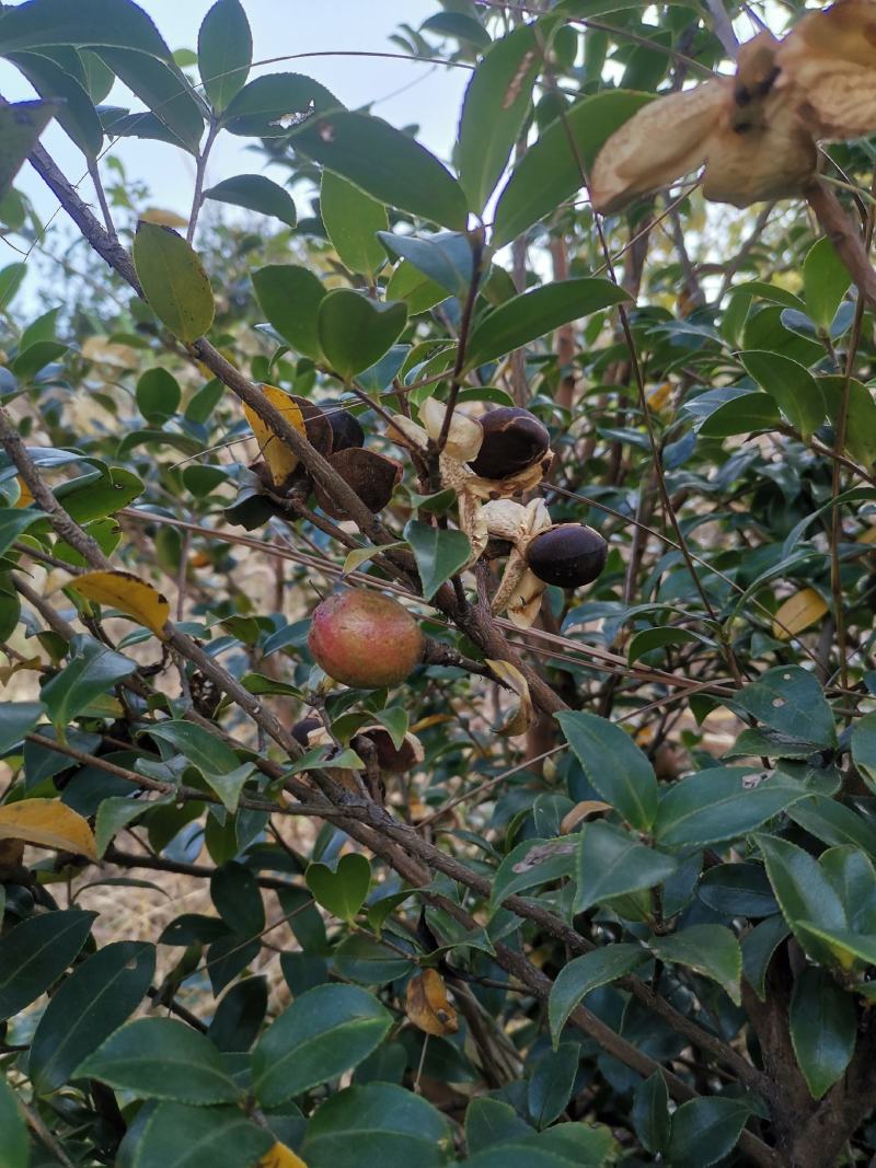 山茶油