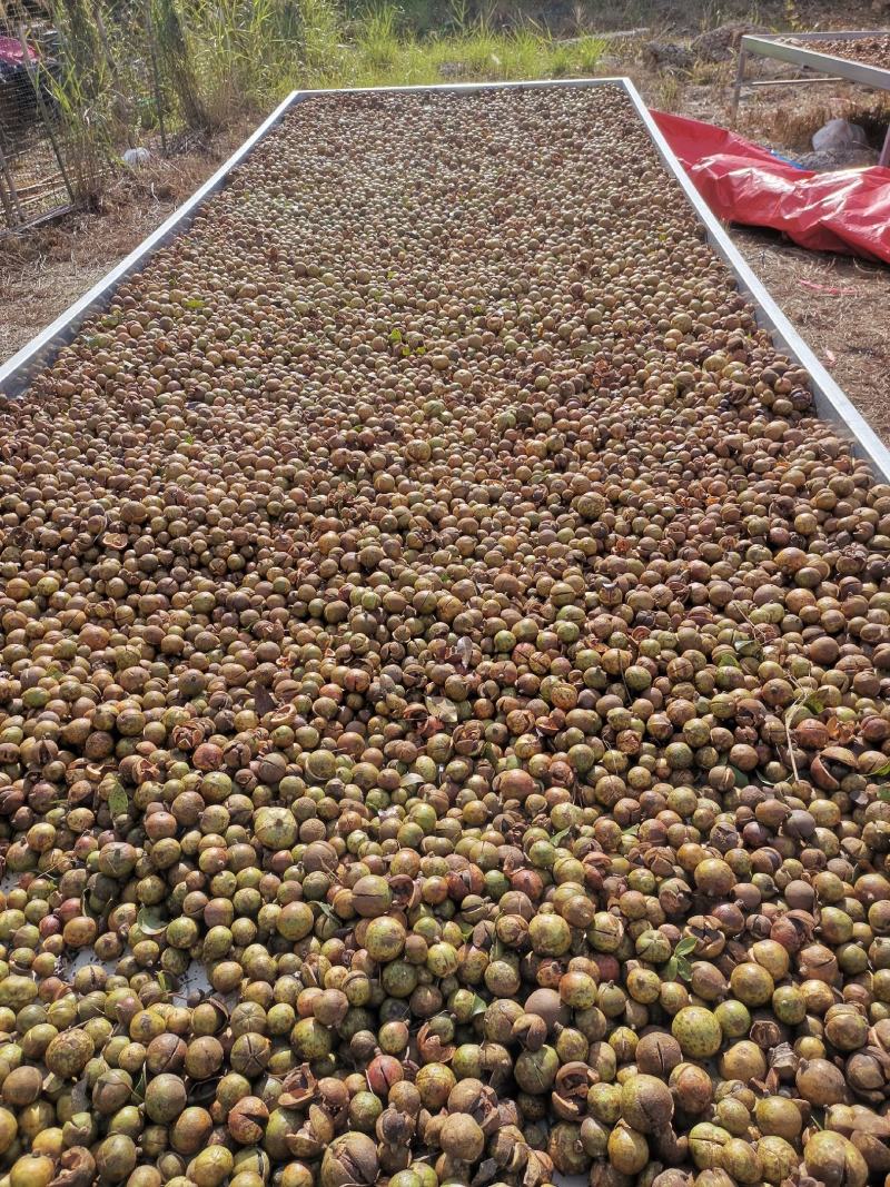 山茶油
