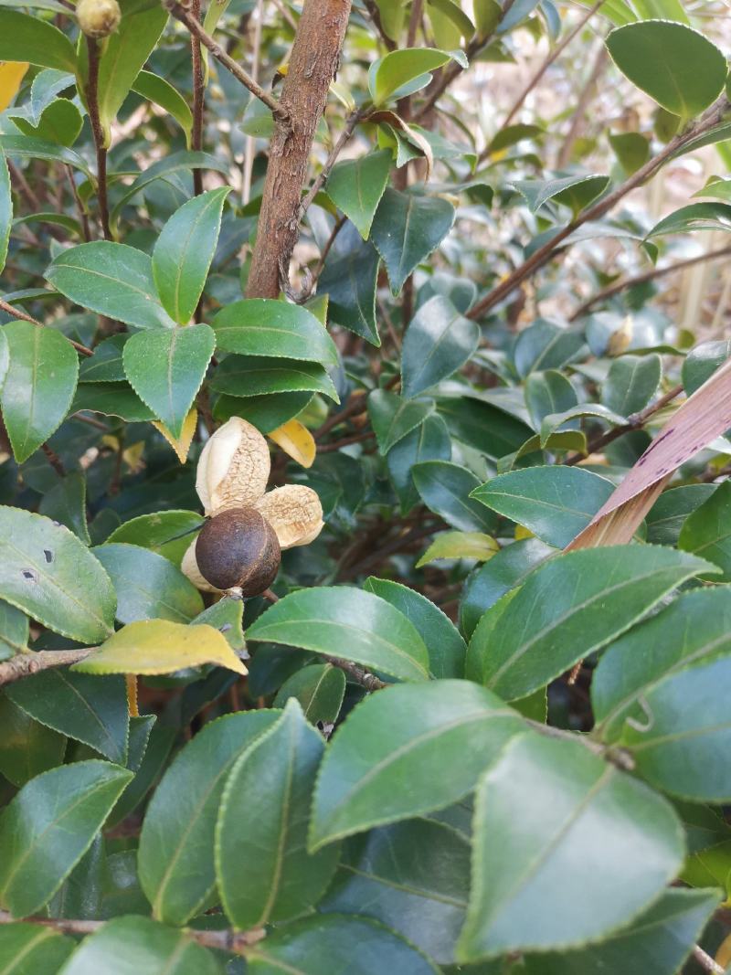 山茶油