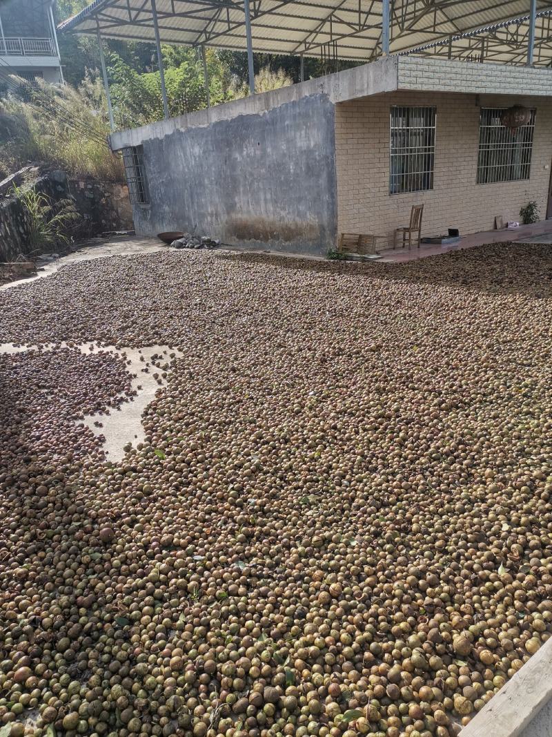 山茶油