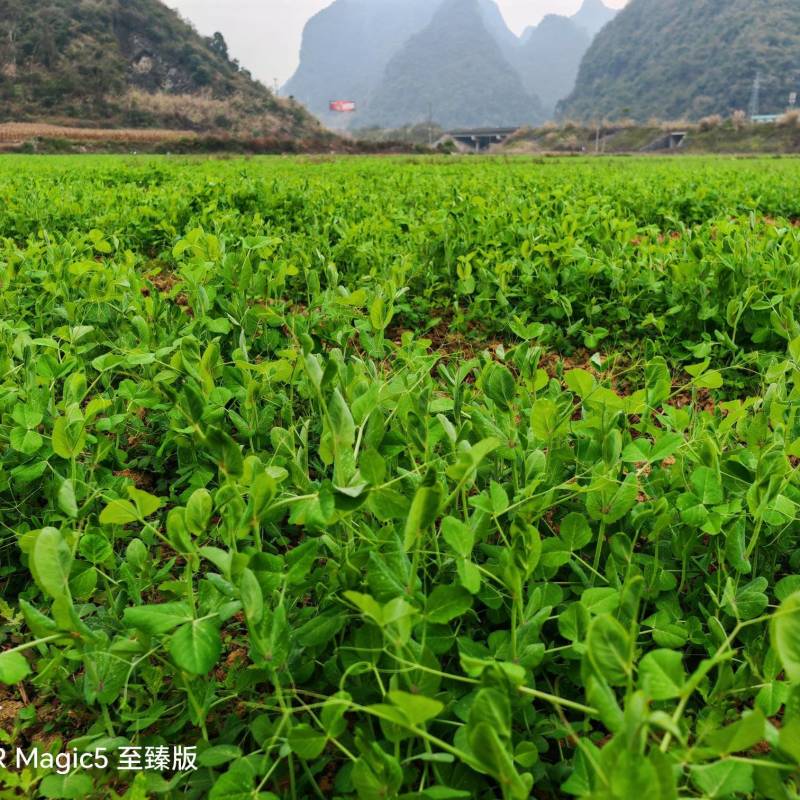 豌豆尖基地
