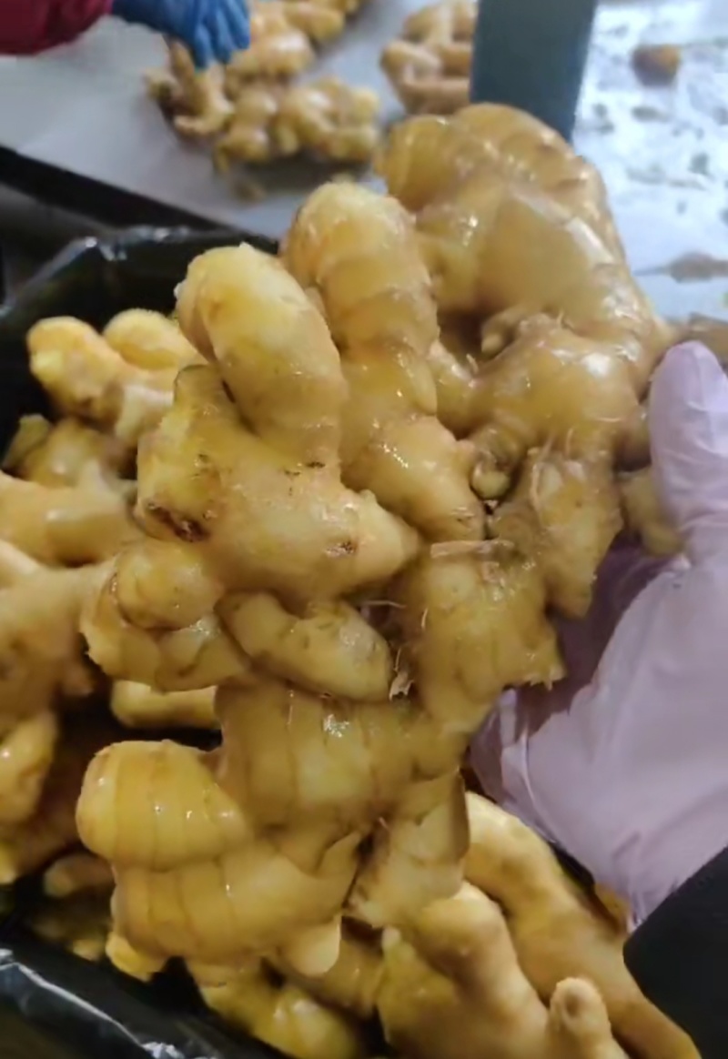 山东精品大黄姜大量有货，欢迎全国各地老板实地考察订购