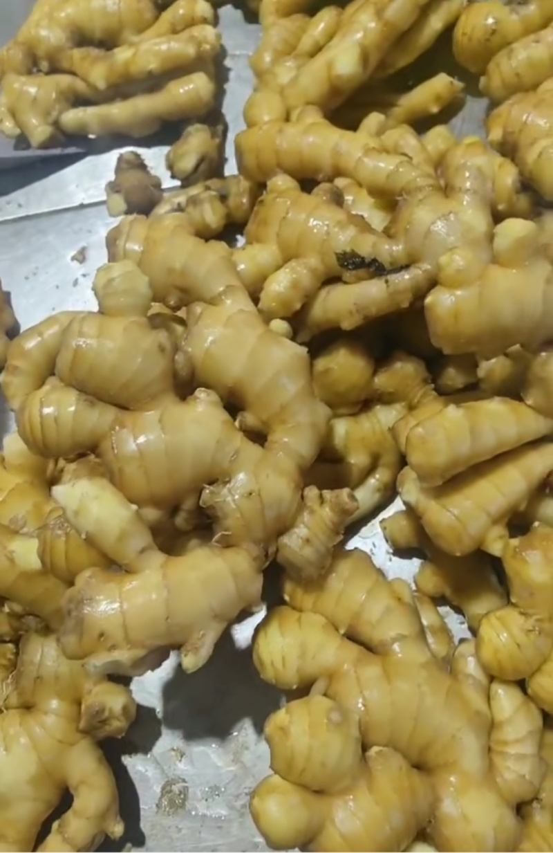 山东精品大黄姜大量有货，欢迎全国各地老板实地考察订购