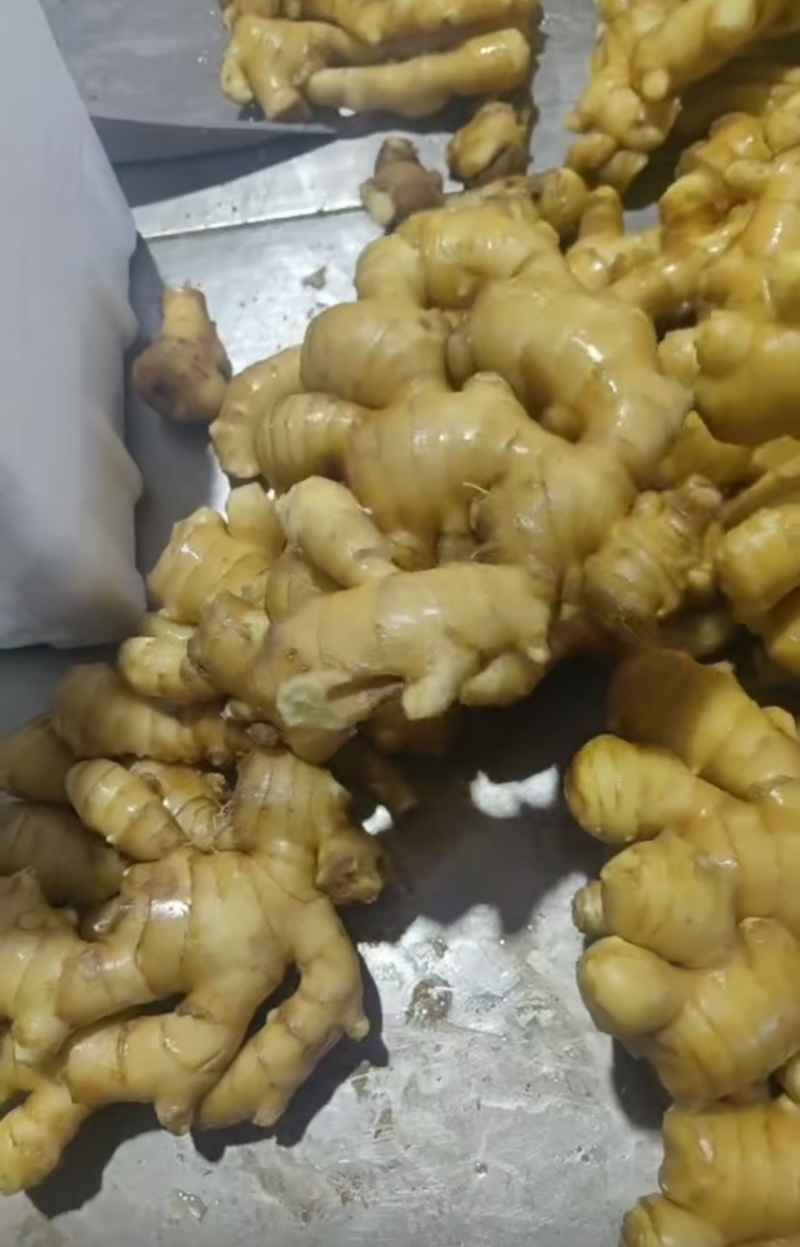 山东精品大黄姜大量有货，欢迎全国各地老板实地考察订购