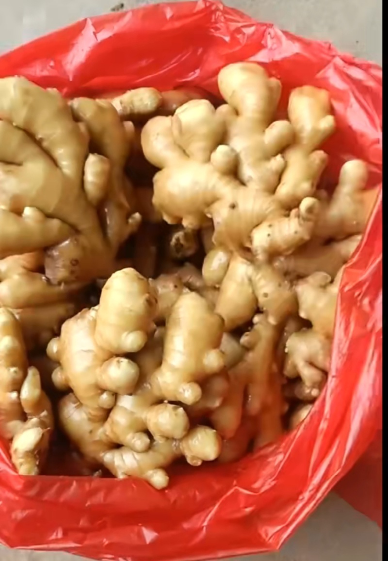 山东精品大黄姜大量有货，欢迎全国各地老板实地考察订购