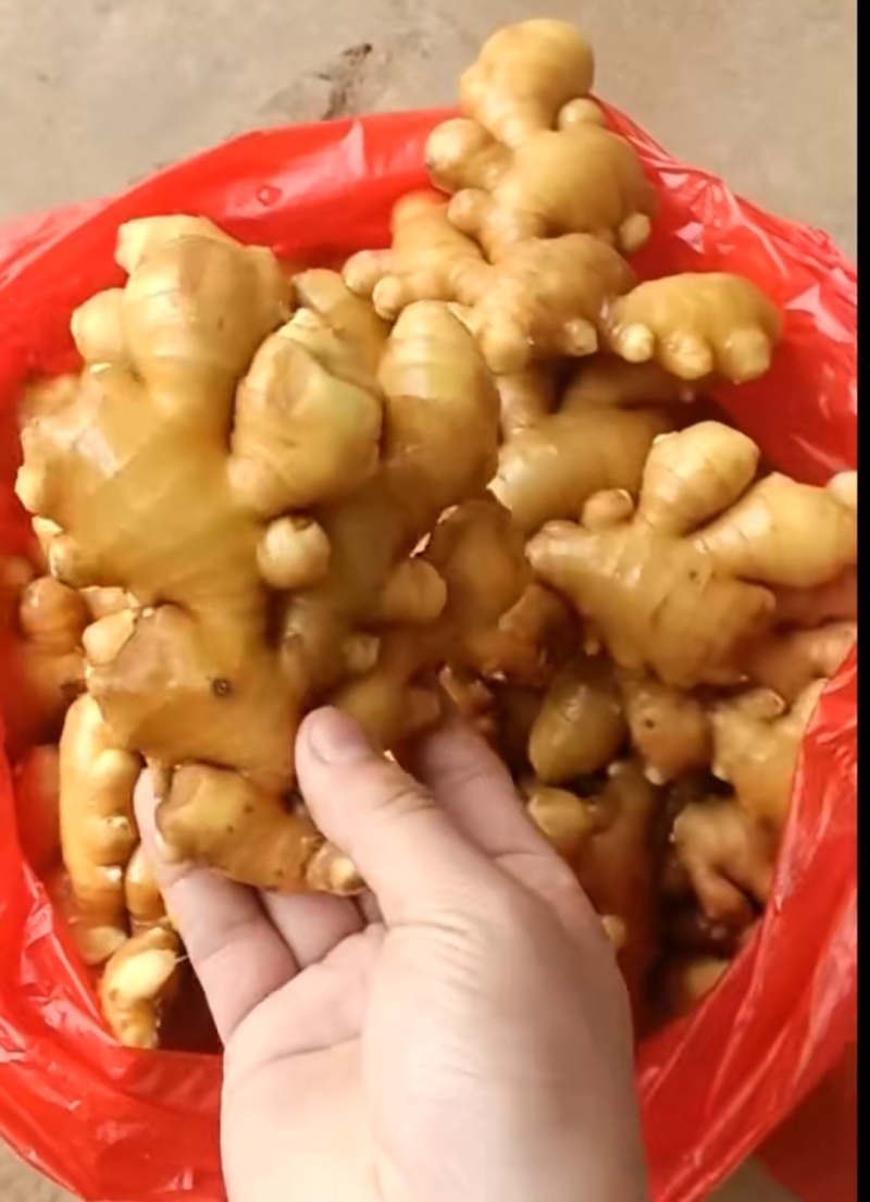 山东精品大黄姜大量有货，欢迎全国各地老板实地考察订购