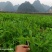 豌豆尖基地