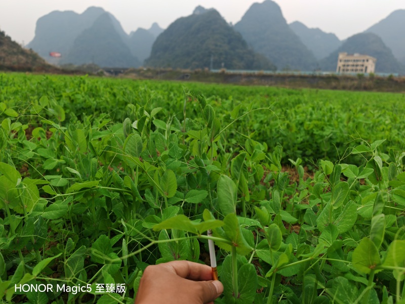 豌豆尖基地