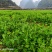 豌豆尖基地