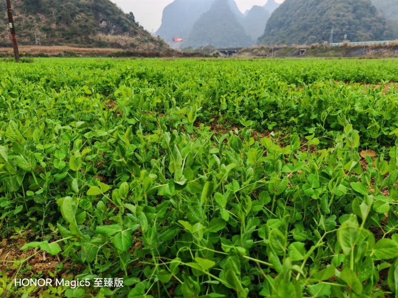 豌豆尖基地