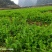 豌豆尖基地