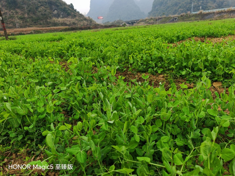 豌豆尖基地