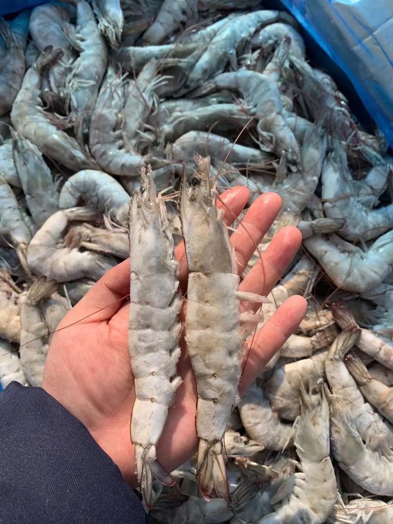 卡玛大板海虾，净重24斤，高品质低价，欢迎咨询