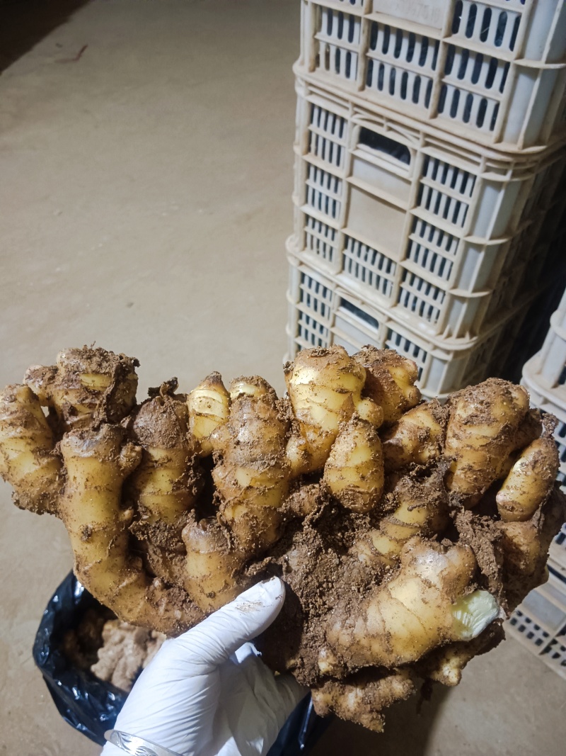 山东精品大黄姜大量有货，欢迎全国各地老板实地考察订购