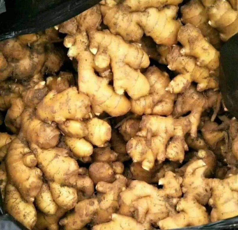 河南许昌自家大黄姜种植基地泥姜出售全国发货价优