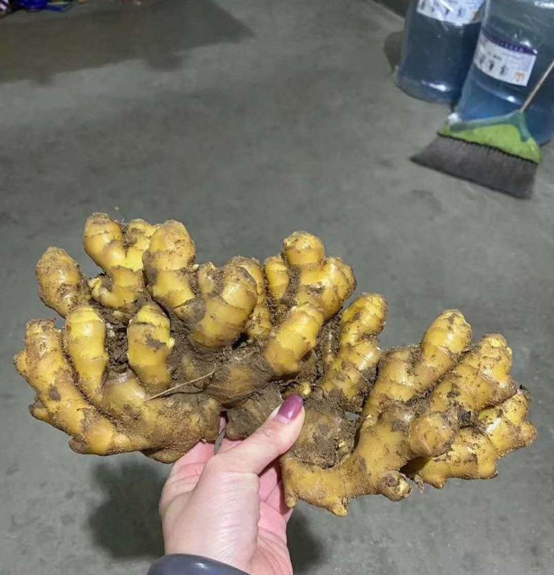 河南许昌自家大黄姜种植基地泥姜出售全国发货价优