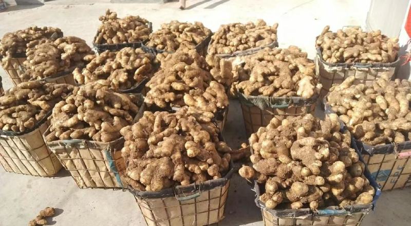 河南许昌自家大黄姜种植基地泥姜出售全国发货价优