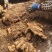 河南许昌自家大黄姜种植基地泥姜出售全国发货价优