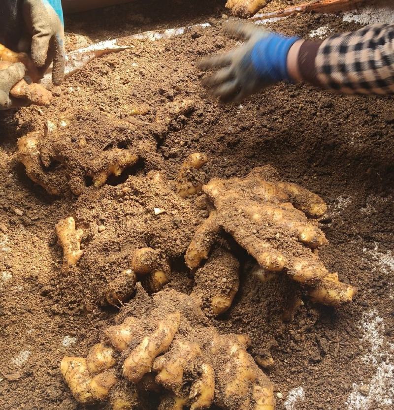 河南许昌自家大黄姜种植基地泥姜出售全国发货价优