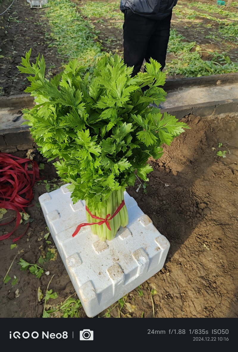 芹菜火热上市，价格可谈，诚信经营