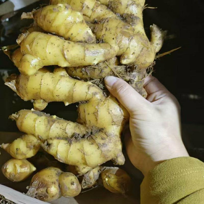 河南许昌自家大黄姜种植基地泥姜出售全国发货价优