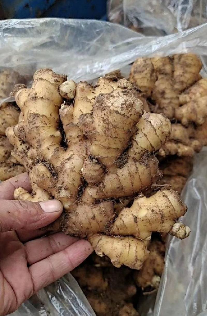 河南许昌大黄姜泥姜坏烂包赔，品质保证自家种植基地！
