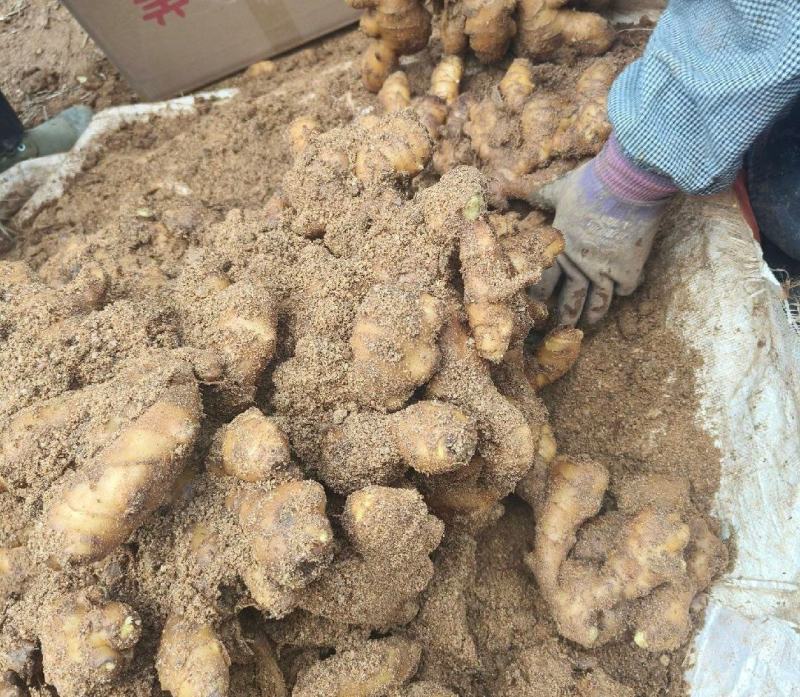 河南许昌大黄姜泥姜坏烂包赔，品质保证自家种植基地！