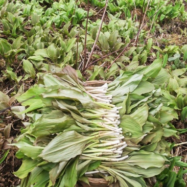 新鲜山野菜，鹿耳韭