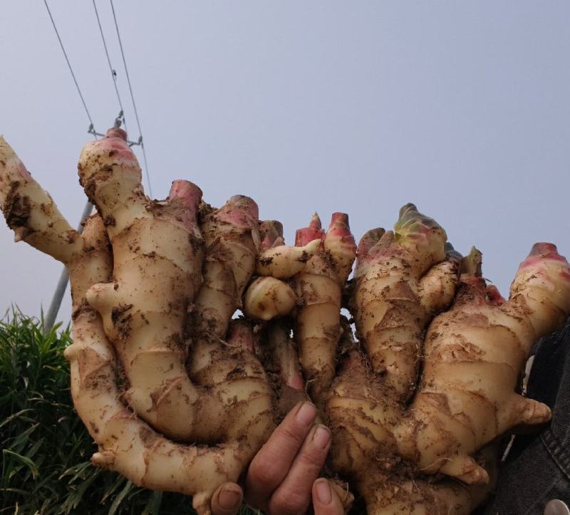 河南许昌襄城自家种植大黄姜泥姜一手货源批发坏烂包赔