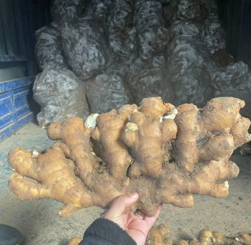 河南许昌襄城自家种植大黄姜泥姜一手货源批发坏烂包赔