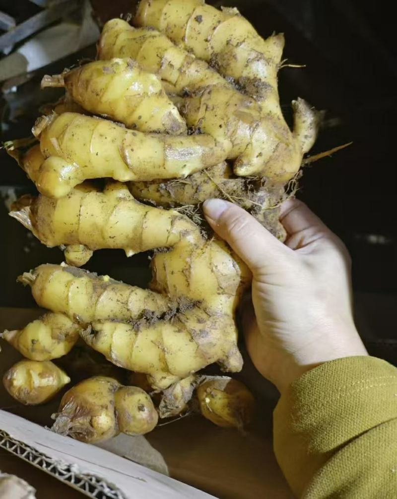河南许昌襄城自家种植大黄姜泥姜一手货源批发坏烂包赔