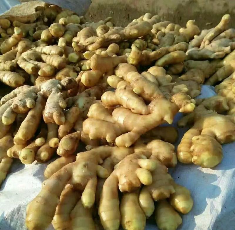 河南许昌襄城自家种植大黄姜泥姜一手货源批发坏烂包赔