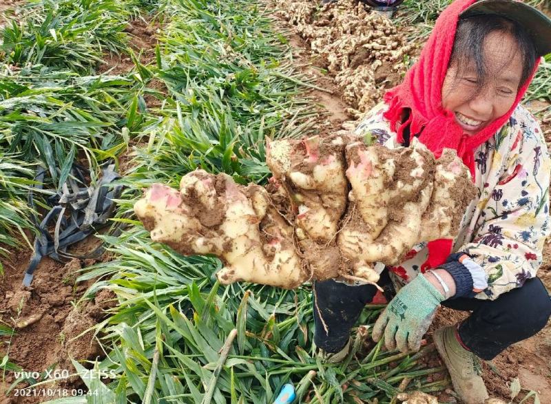 河南许昌襄城自家种植大黄姜泥姜一手货源批发坏烂包赔