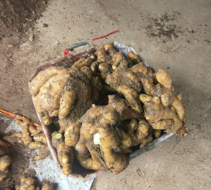 河南许昌襄城自家种植大黄姜泥姜一手货源批发坏烂包赔