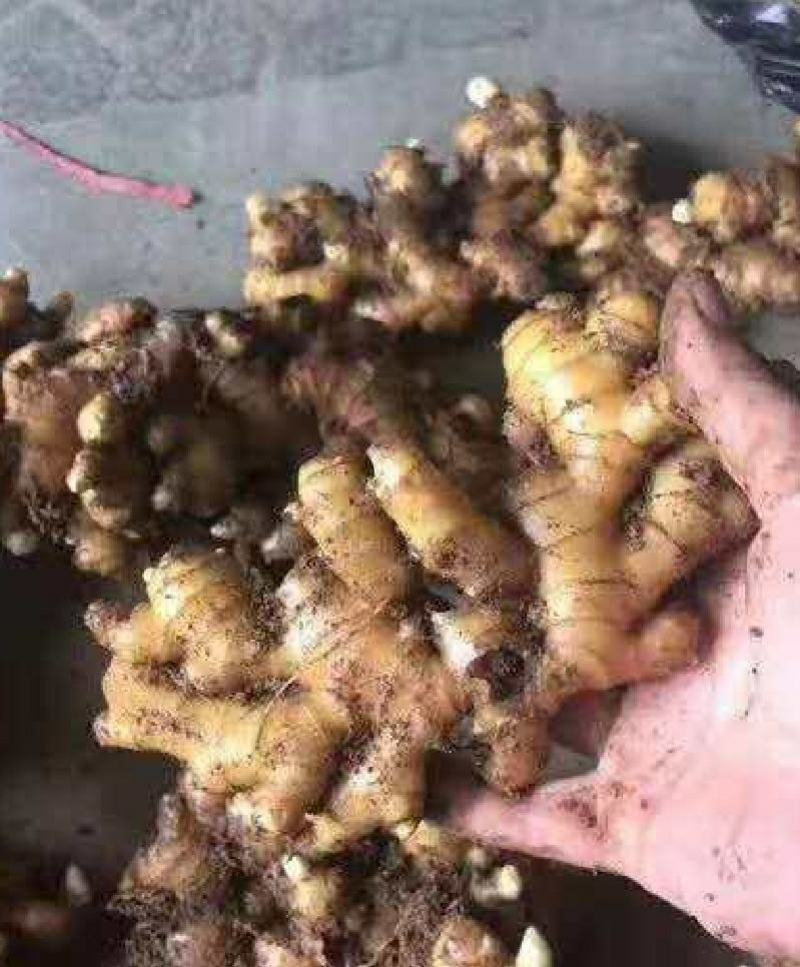 河南许昌襄城自家种植大黄姜泥姜一手货源批发坏烂包赔