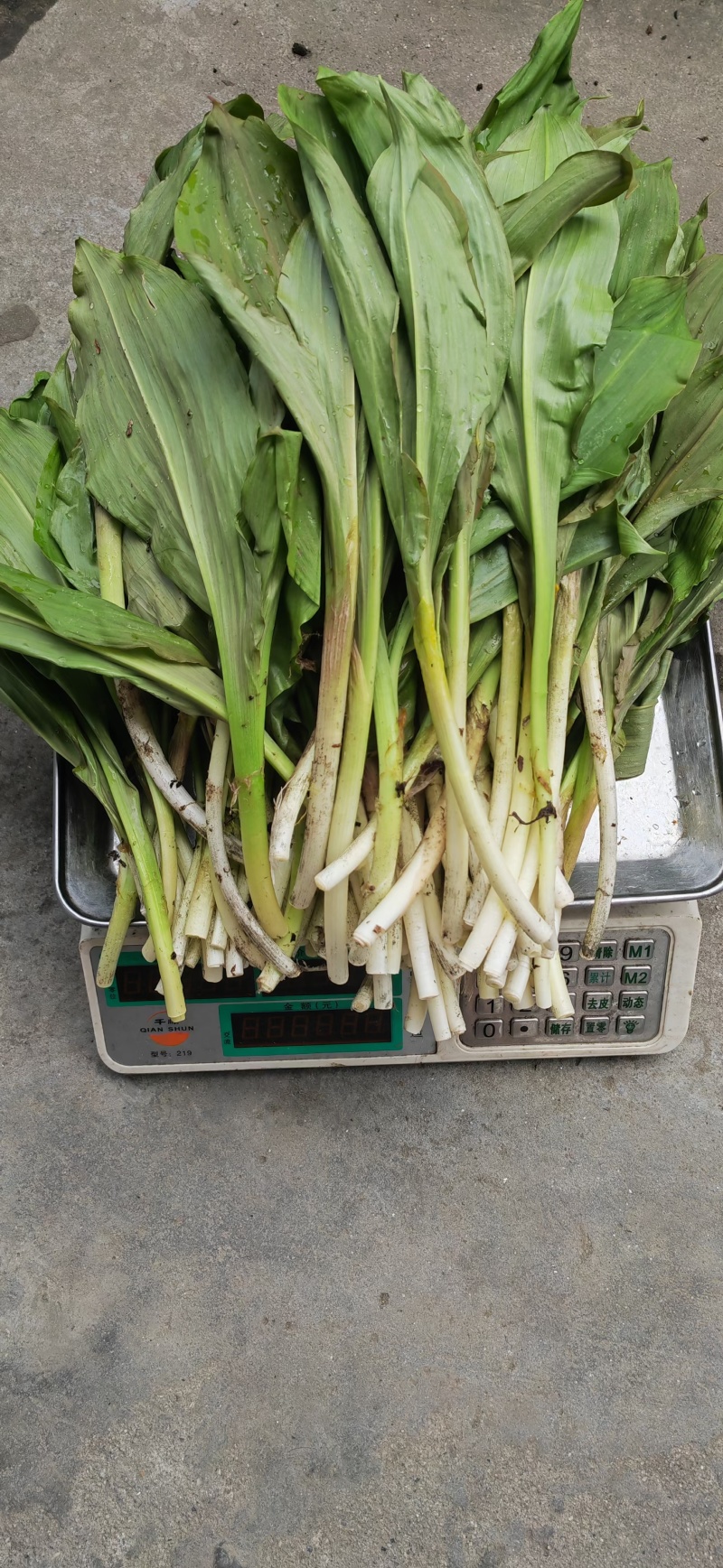 新鲜山野菜，鹿耳韭